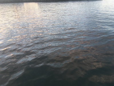 釣り始めはガシラから