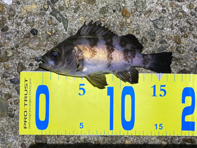 明石メバル釣行