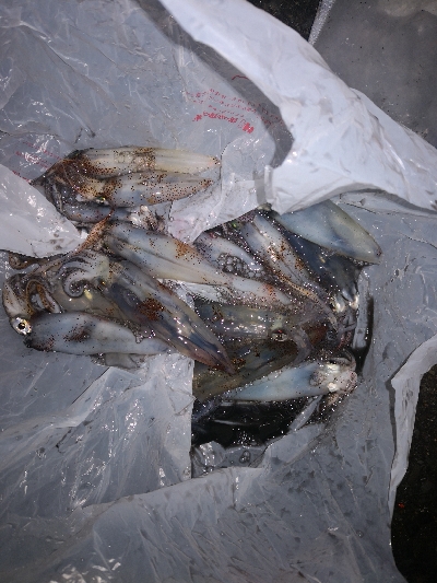 アジング練習362 ライトエギング