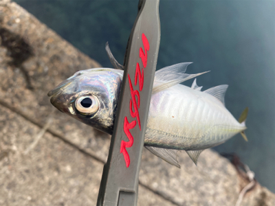 早起きして鱗付け