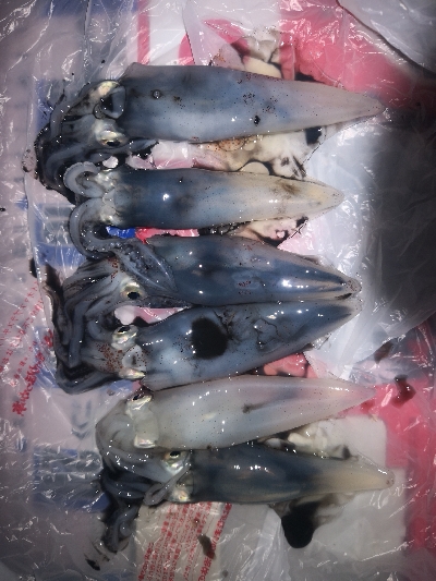 アジング練習363 ライトエギング