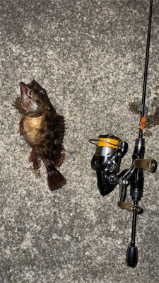 メバリングナイト