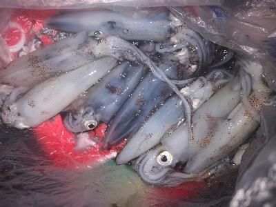 アジング練習364 ライトエギング