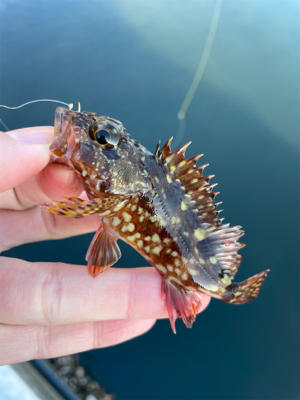 デイメバリング