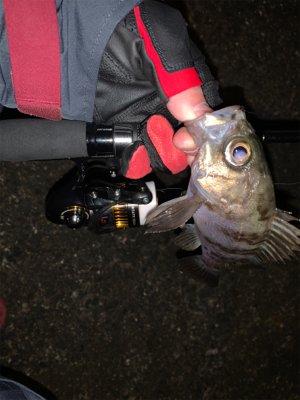 メバリング開幕