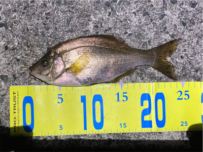 底をとったら楽しい外道