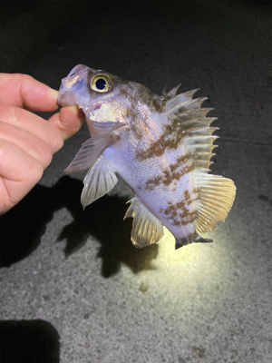 明石メバリング