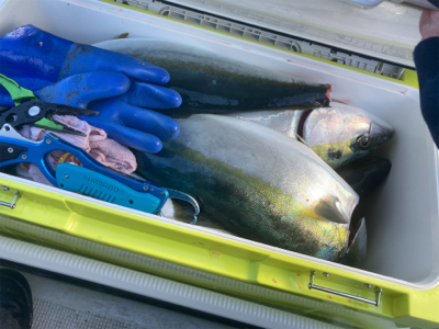 新年初ジギング