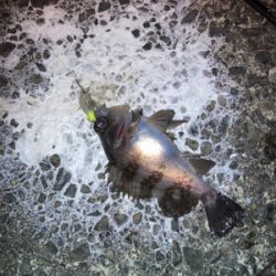 お散歩フィッシング