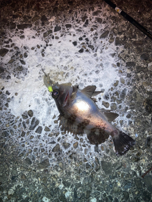 お散歩フィッシング