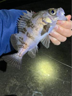 明石メバリング