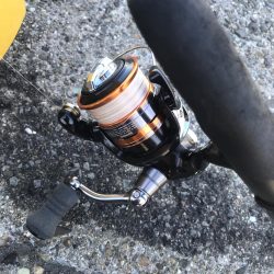 ライトワインドでガシラGET