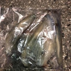 またまたヤリイカ