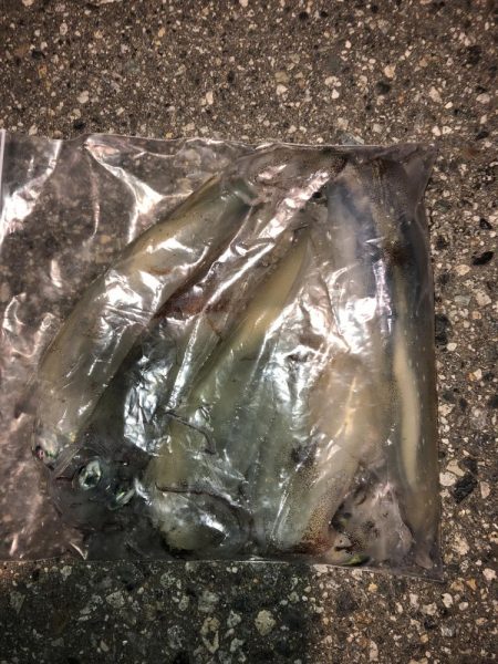 またまたヤリイカ