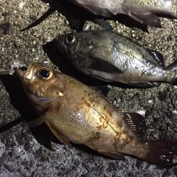 アジ・・・居ない。