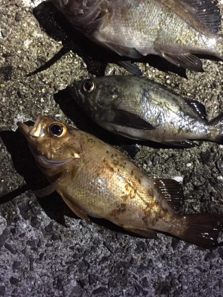 アジ・・・居ない。