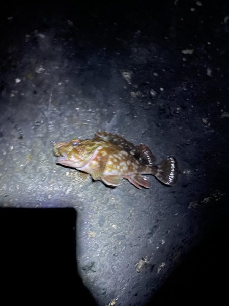 夜の前打ち　ガシラのみ