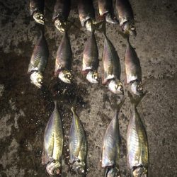 2022年釣り始めアジング