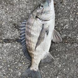 イチノ兄弟、釣果!