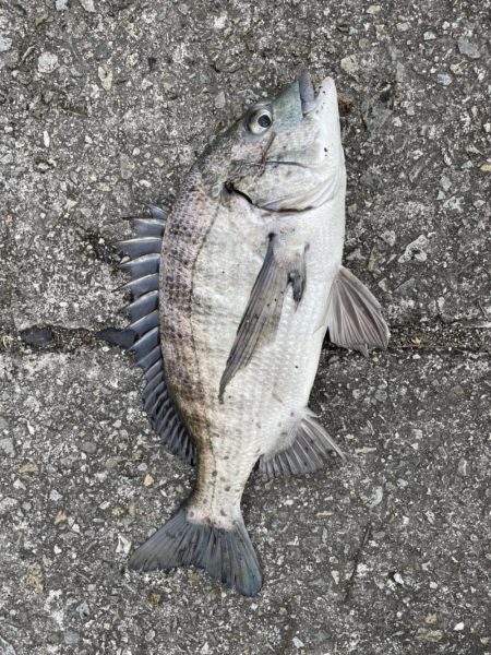 イチノ兄弟、釣果!