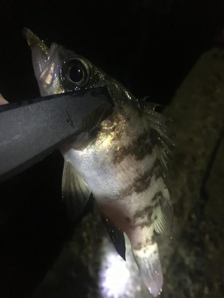 たかたか釣り日記〜メバル編〜