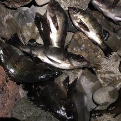 安定した良型メバル