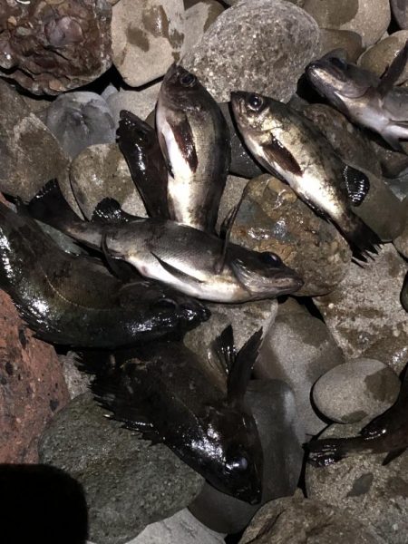 安定した良型メバル