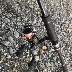 続、朝マズメのカマス釣り