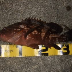 釣り始めライトゲーム