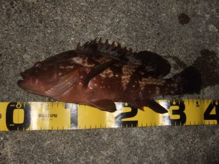 釣り始めライトゲーム