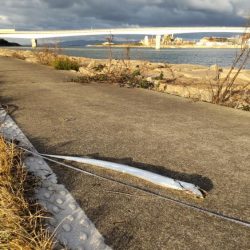 おせちの刺身ゲット！