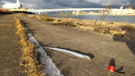 おせちの刺身ゲット！