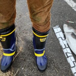 コノシロパターン