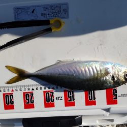 尺アジつれたよ!