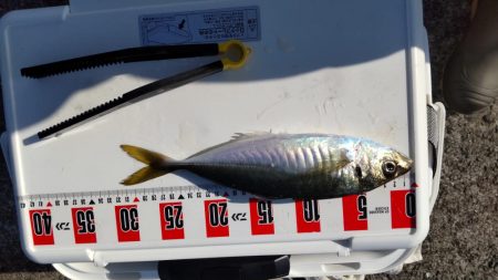 尺アジつれたよ!