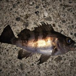 久しぶりの20cmオーバー