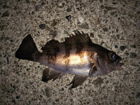 久しぶりの20cmオーバー