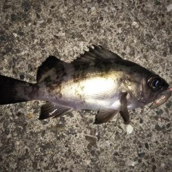 クリア レッドFlk.カラー大当たり