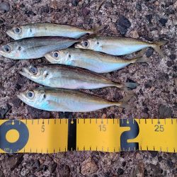 ☆年明け初釣行☆