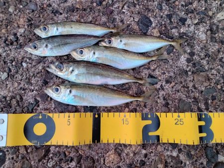 ☆年明け初釣行☆