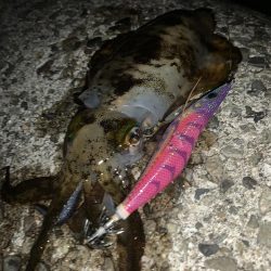 2022年 初アオリイカ!!GET!!