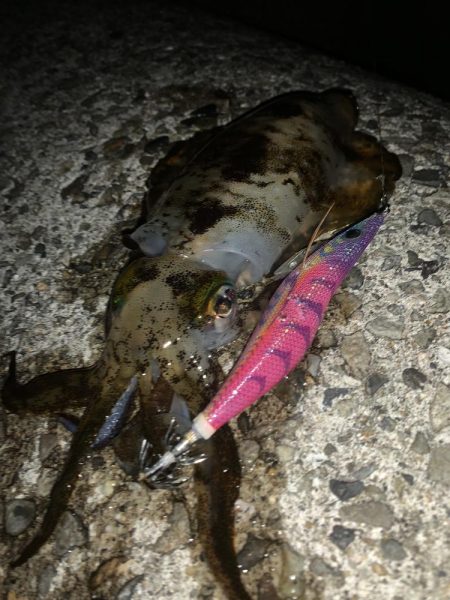 2022年 初アオリイカ!!GET!!