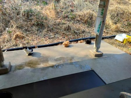 2022年初釣りは息子と楽しい管釣り！