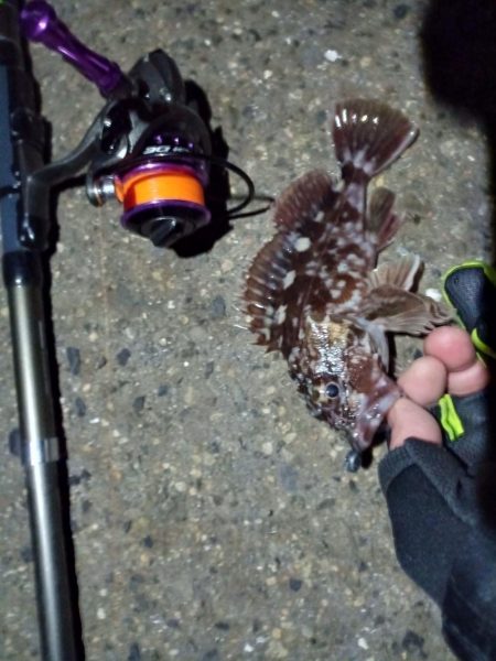 2022/01/02 南港ライトゲーム釣行