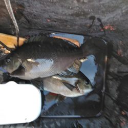 フカセ‥最高ですネ・・風強・・