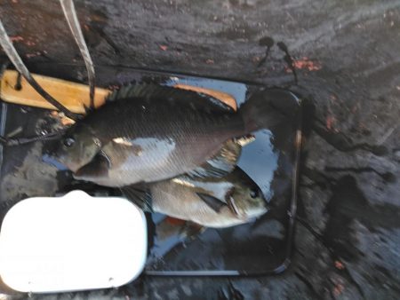 フカセ‥最高ですネ・・風強・・