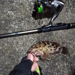 2022/01/04 南港ライトゲーム釣行