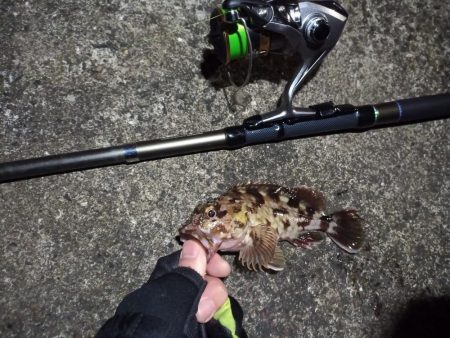 2022/01/04 南港ライトゲーム釣行