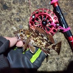 2022/01/05 南港ヘチ釣り