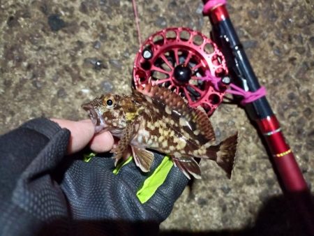 2022/01/05 南港ヘチ釣り